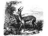Roe deer (Capreolus dorcas)